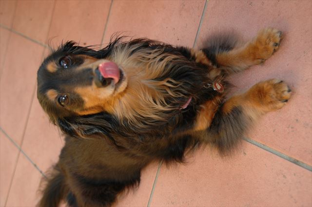 ルパンのこの「ふせ」かわいいんだ