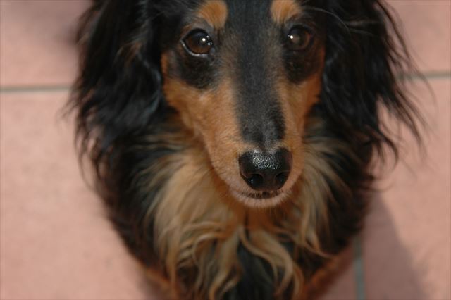 ルパンはしゃべってた。確かにしゃべってた。この顔を見ればわかる。