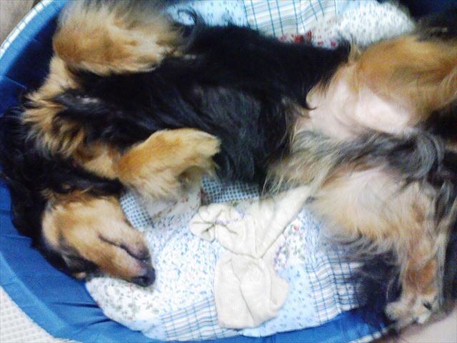 今日もよく遊んだね。夏の風物詩。