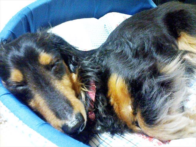 よく寝てる・・