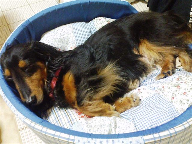 安心しておやすみ・・