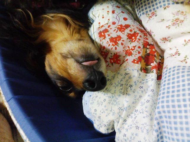 夏休みのひとコマ。よく寝てる。遊び疲れてぐーーっすり。