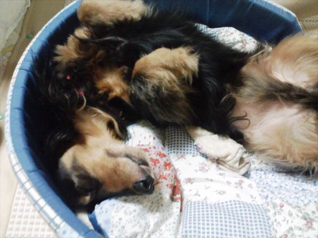 たくさん遊んだね、今日も・・！