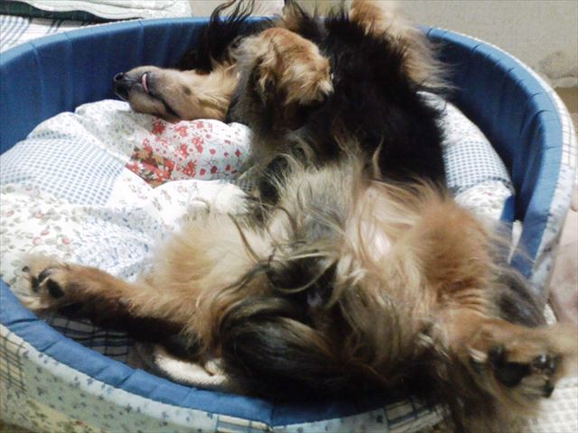 ごめんルパン。あんまりかわいかったから、こっそり撮らせてもらったよ。