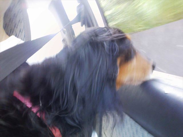 窓全開で走るドライブが大好き。エアコンなんてつけたことなかったな・・。