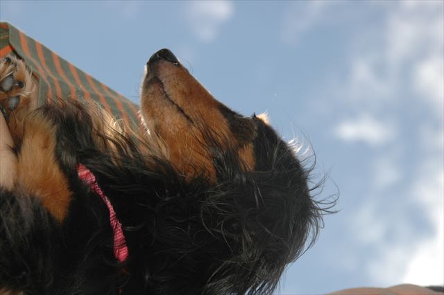 真夏の太陽。ルパンのいる夏休み。