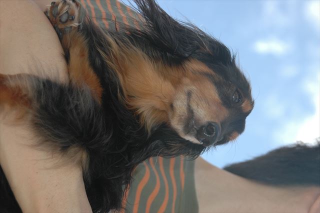 真夏の太陽。ルパンとずっと一緒にいられる夏休み。