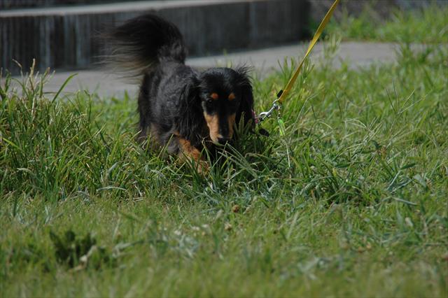 しっぽフリフリご機嫌だね！