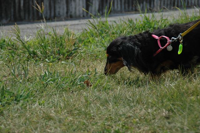 宮川をお散歩。思い出の場所だね。