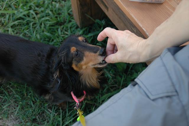 ちょっと休憩。散歩の合間のお楽しみ。おやつだよ。