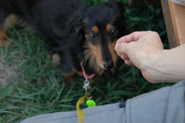 あげるよ、おりこうちゃん。