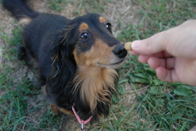 ごほうびは常備。「イイコだね」はちゃんとその場で伝えてあげたいから。