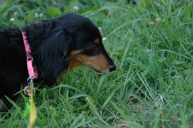 クンクン・・。ルパンさえいればどこにいても何をしてても楽しかった。