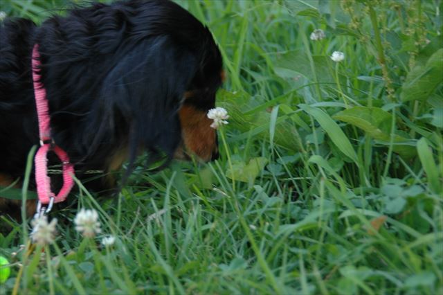 宮川でお散歩。クローバー好きだよね。