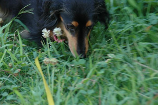 シロツメクサが似合う子だった。クローバーがふかふかで好きなんだよね。