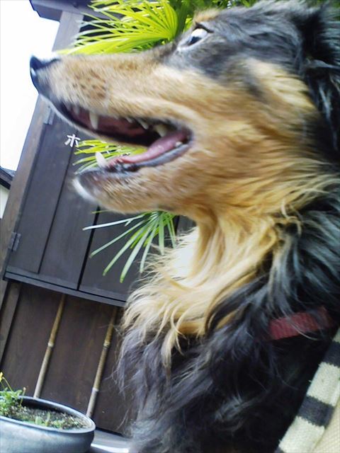 ルパンと一緒の夏休み。私の人生最高の思い出。