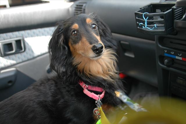 おりこうさんだね。助手席でpapaの帰り待ってるんだよね。