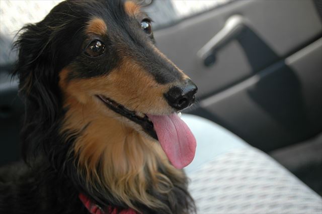 ルパン、ドライブも楽しかったよね。