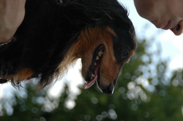 ルパン、大好き。だっこされてるルパンが愛しい。