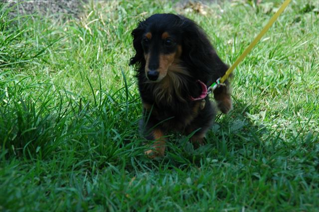 宮川にて。夏のルパン。