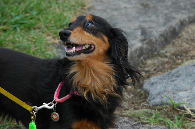 宮川の河原、よく散歩したね。ルパンのこんな夏の笑顔が大好きだった。