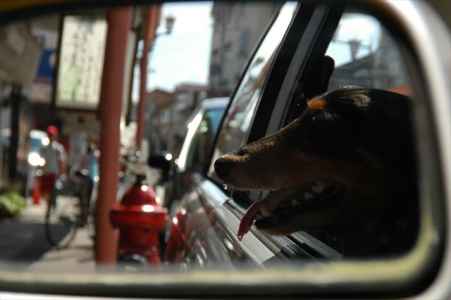 ルパンがいれば、こんなちょっとした待ち時間も、決して飽きることがなかった・・。