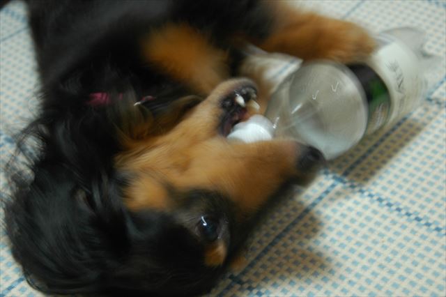 この姿を見ると、夏が来たなって思ったよ。