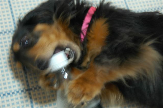 やんちゃなルパンも大好き。