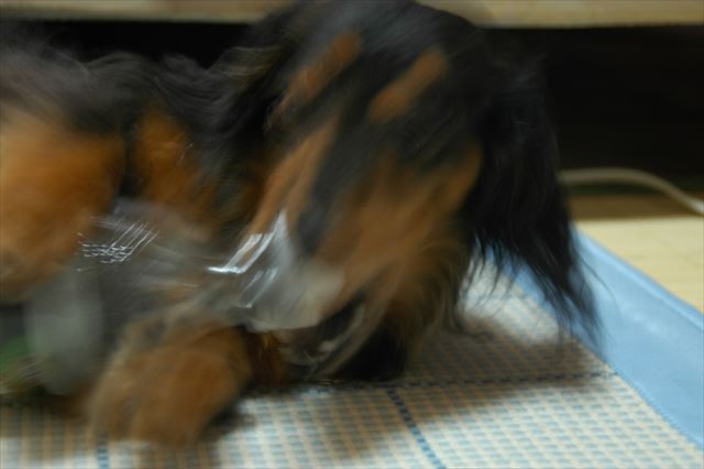 ペットボトルかじって。やんちゃだったなぁ、ルパンは。