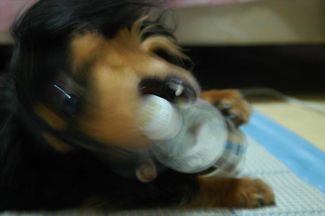 やってるやってる・・