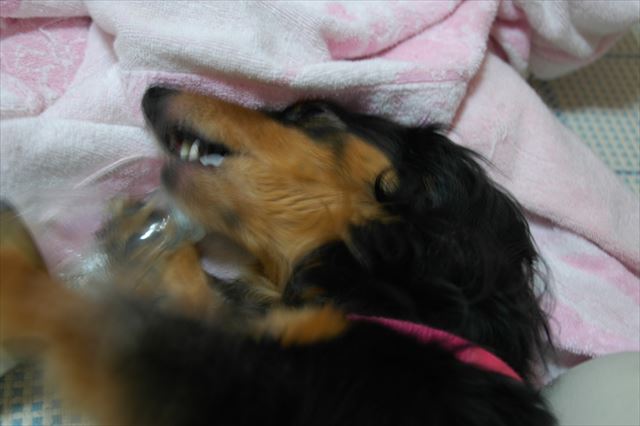 やってるやってる・・やんちゃなルパン。