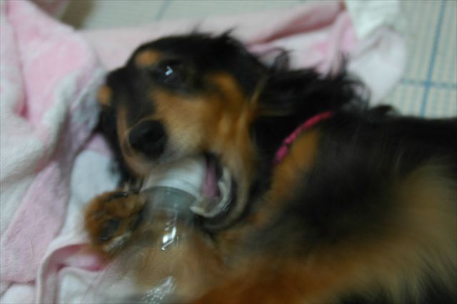 まったり。ルパンとのんびり。