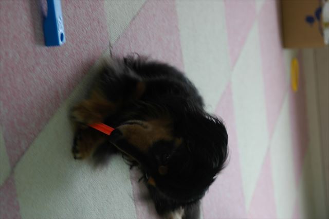 やってるやってる・・危ないから見ててあげるよ。