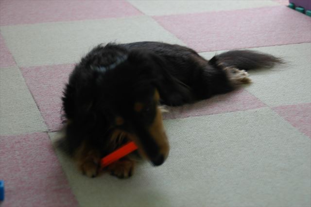 ご機嫌だねぇ。何噛んでるの？フリスビーじゃない？