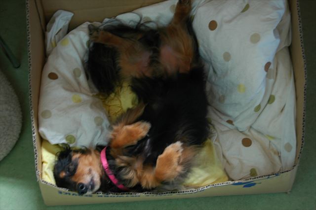 ルパンは段ボール、好きだったよね。