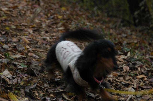 ルパンの体形に合わせて切ったり縫ったり。ちょっと窮屈かな。