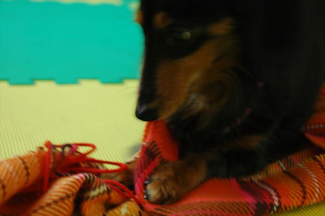 こりゃぁ～！イタズラっ子のルパン♪