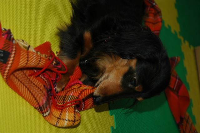 いたずらっこルパン♪