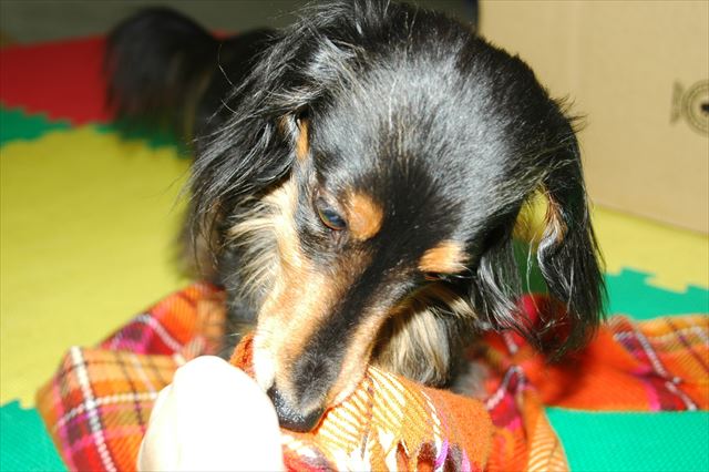 いたずらっこのルパン。大好きだよ。