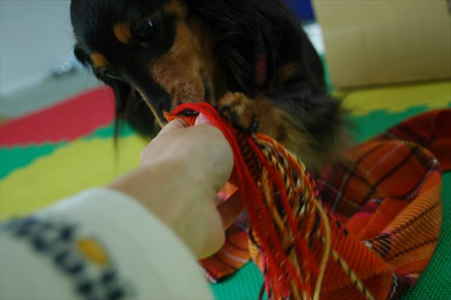 「こりゃ！私のマフラー返して」「やだやだ！」