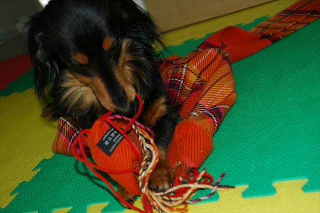 やってるやってる・・私のマフラーが気になってしょうがないんだよね。