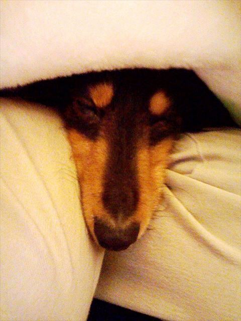 そうなの・・股の間があったかいの・・寒がりだね、ルパンは♪