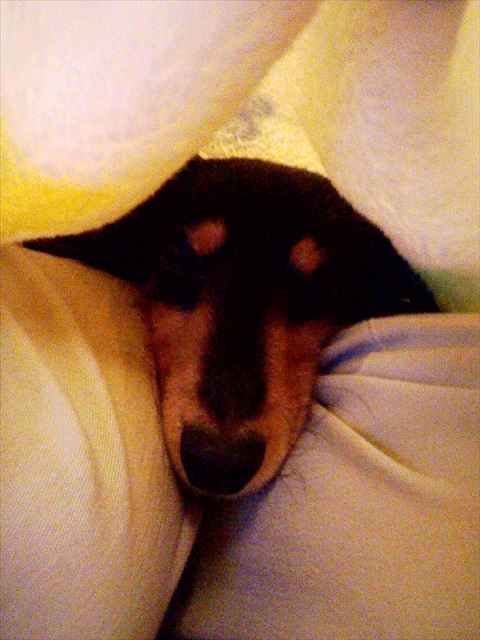 よく寝てる・・安心だね。