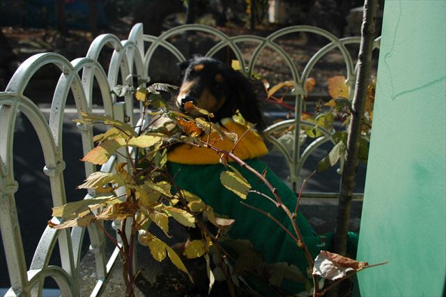 ゴキゲンだね！