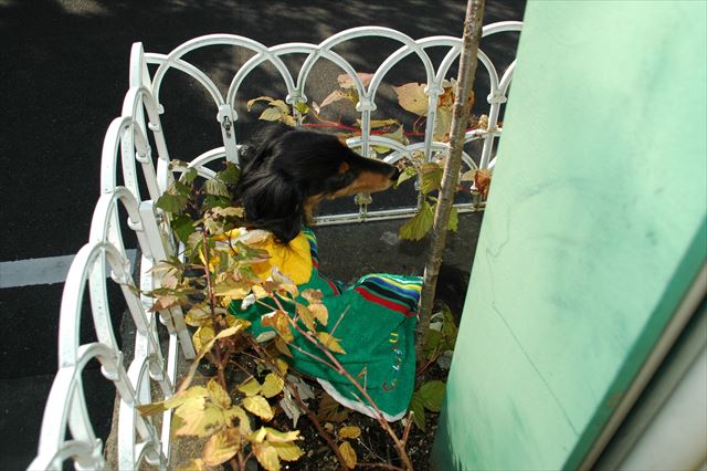 何があるのかな。お外楽しいね。