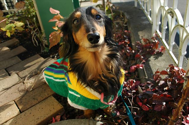 こんな目で見つめられたらたまんないよ！