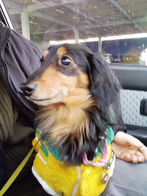 風邪ひいて欲しくなくて。でも洋服嫌いだったね。papaの懐の方が好きだったね。