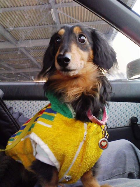 お洋服作ってもらったね。愛されてたね、ルパン。