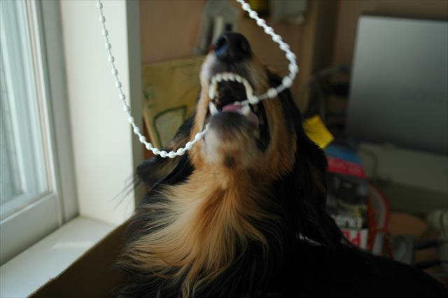 何でも遊んじゃう！首に絡まったら危ないなぁ・・。