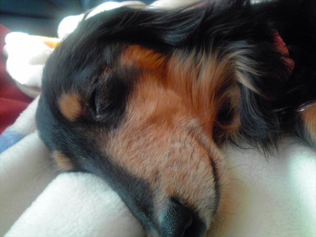 よく寝てる・・幸せな気分になるよ。